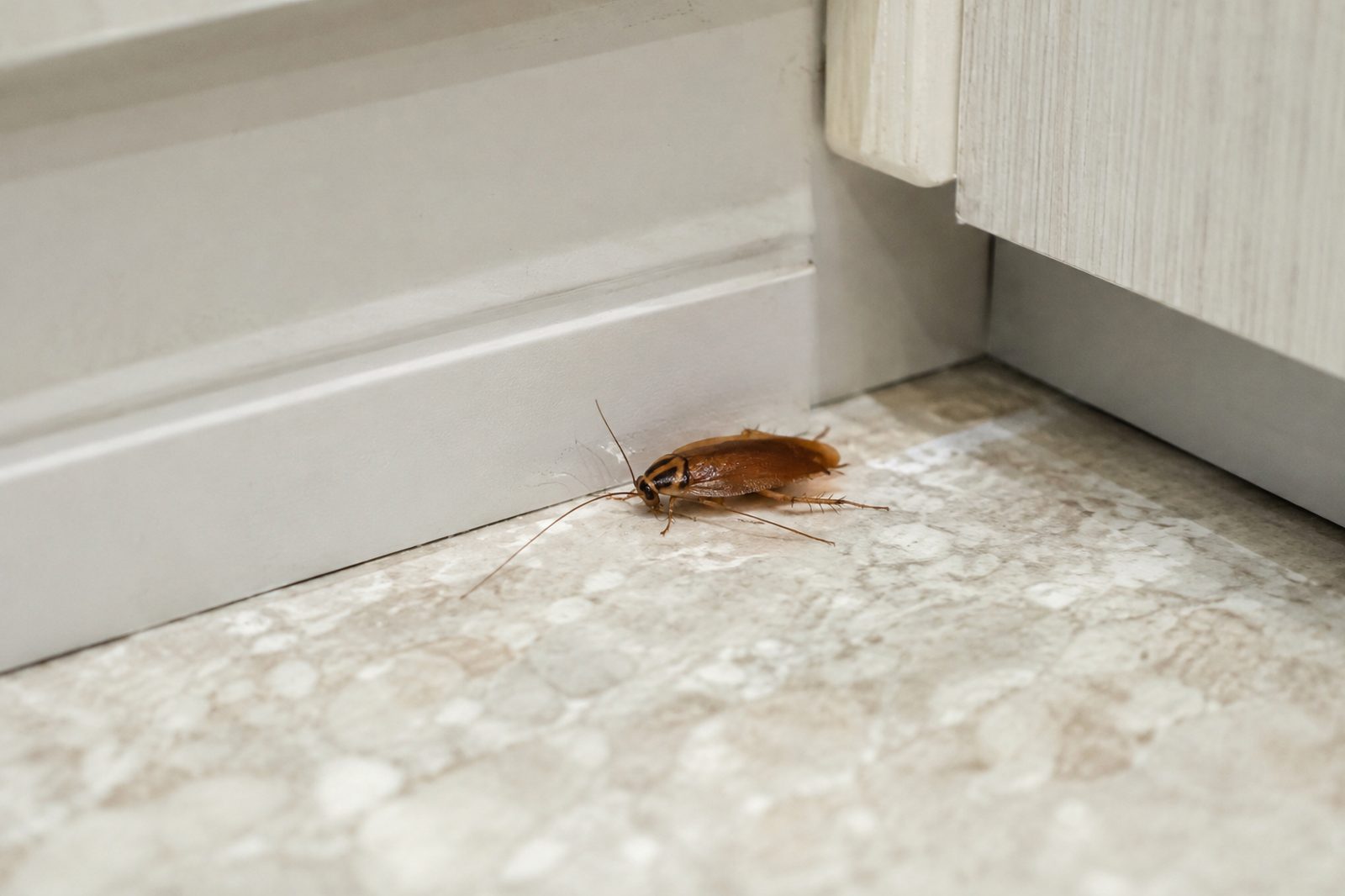 Cockroach on a kitchen baseboard in a Fort Wayne home