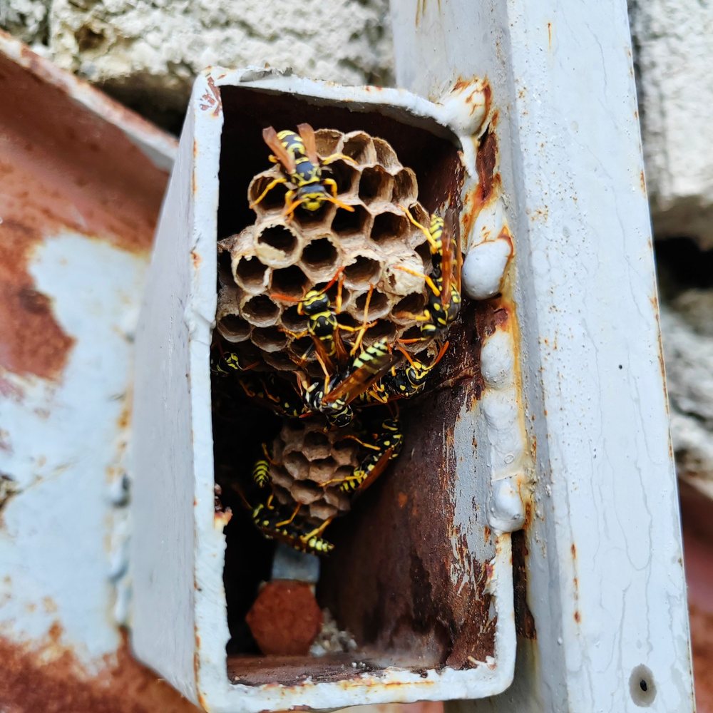 Wasp nest inside a metal box
