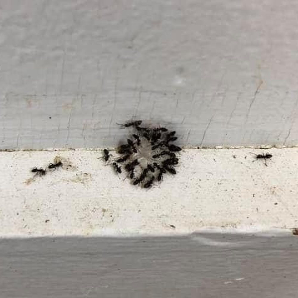 Ants gathering on exterior trim of a home