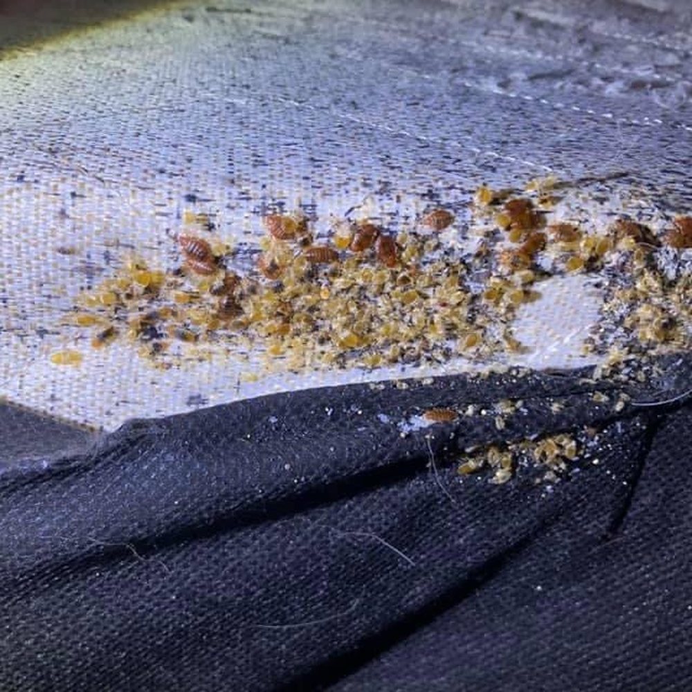 Bed bugs found along a mattress seam