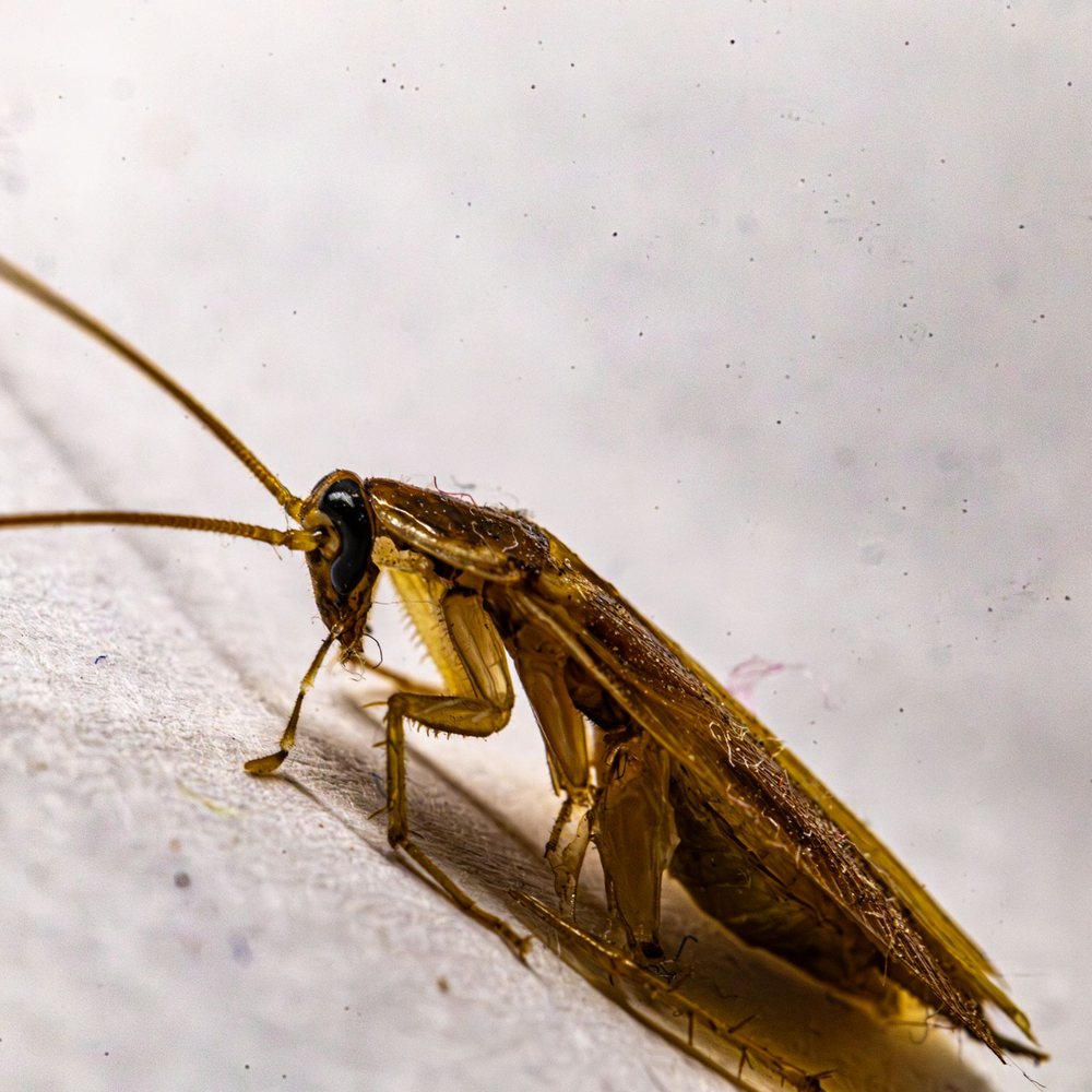 Close-up of a cockroach on a floor