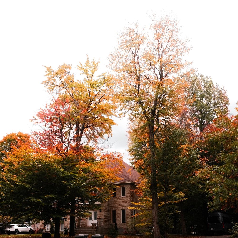 Home surrounded by autumn trees