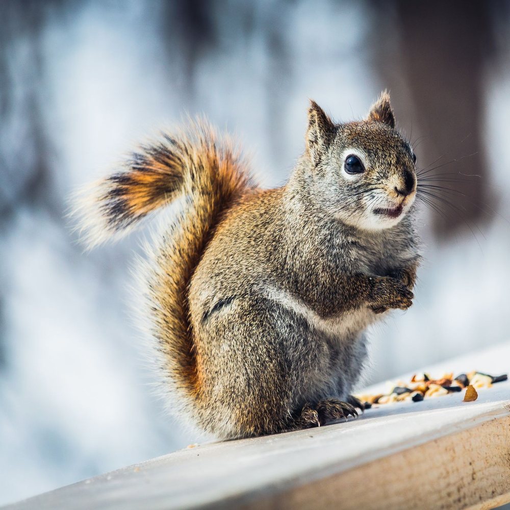 Squirrel on a railing