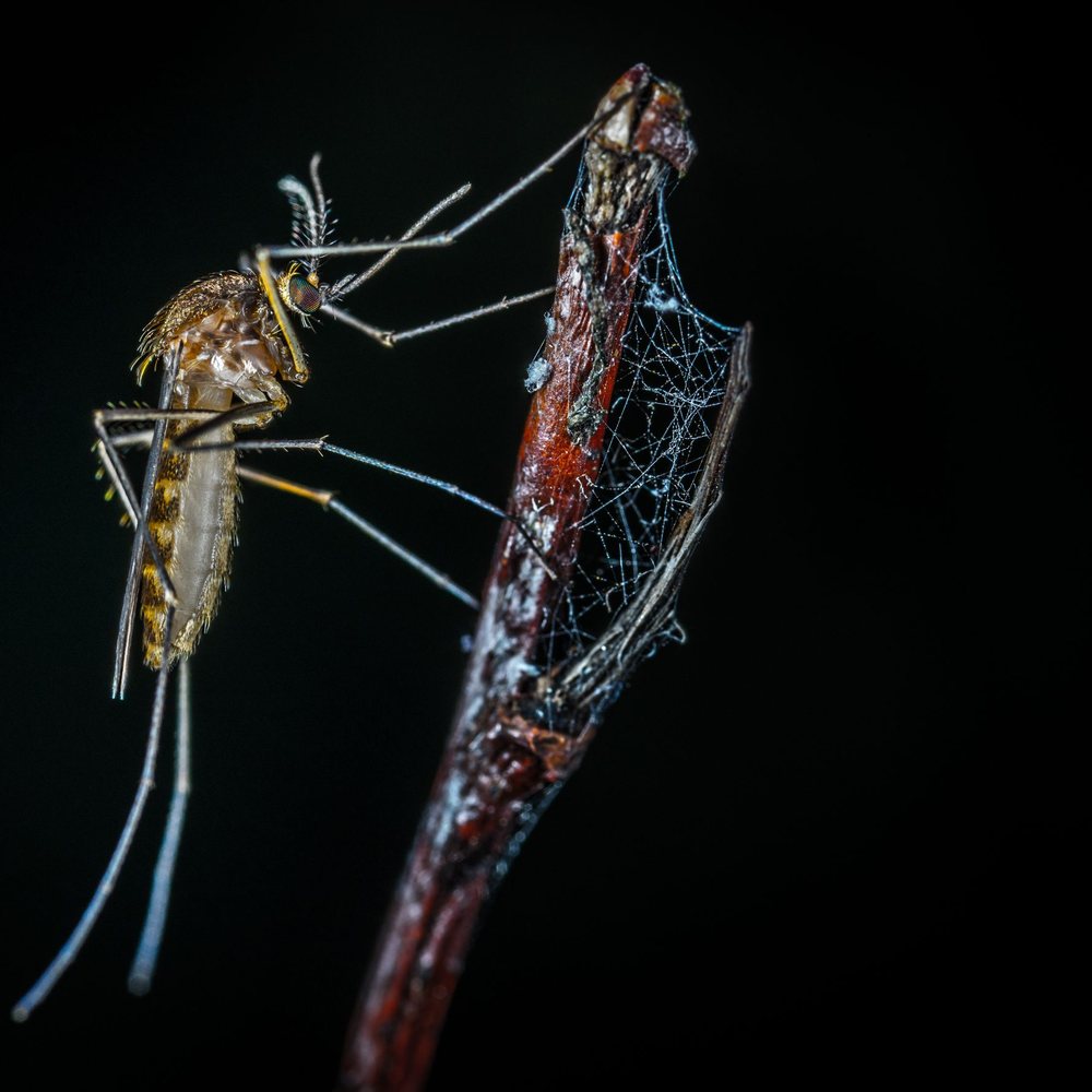 Mosquito close-up