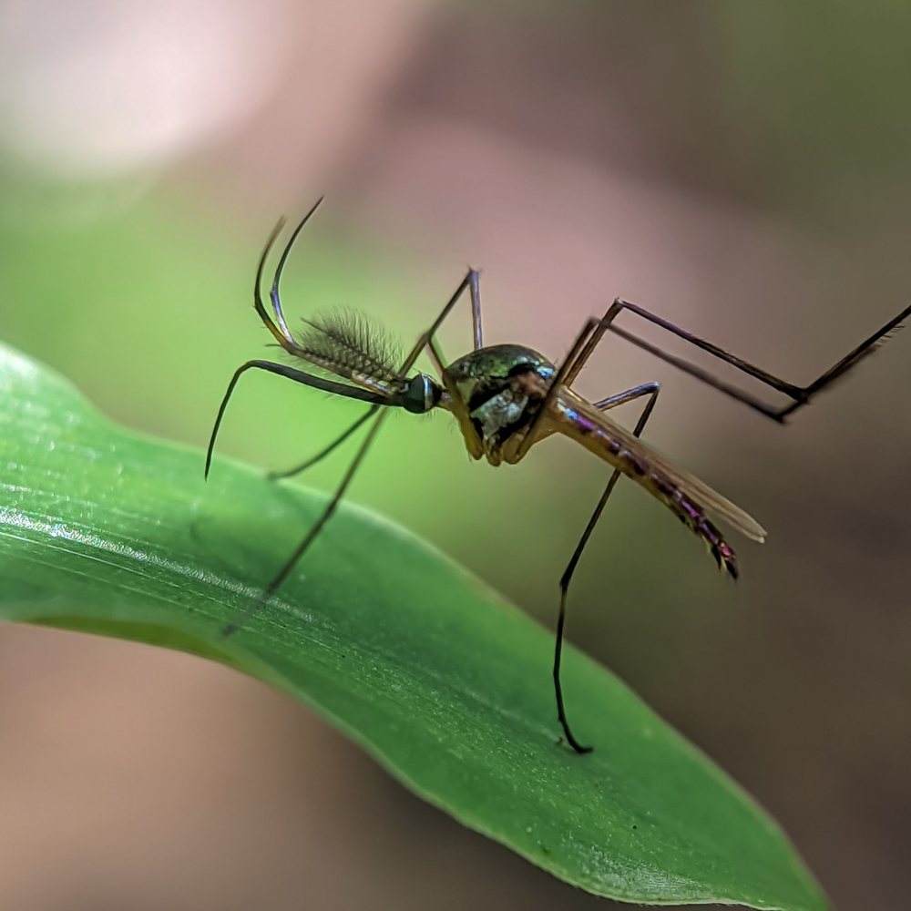 Close-up of a mosquito on a leaf