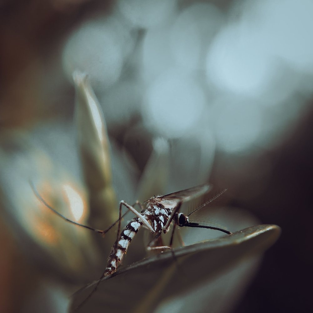 Mosquito close-up near the water