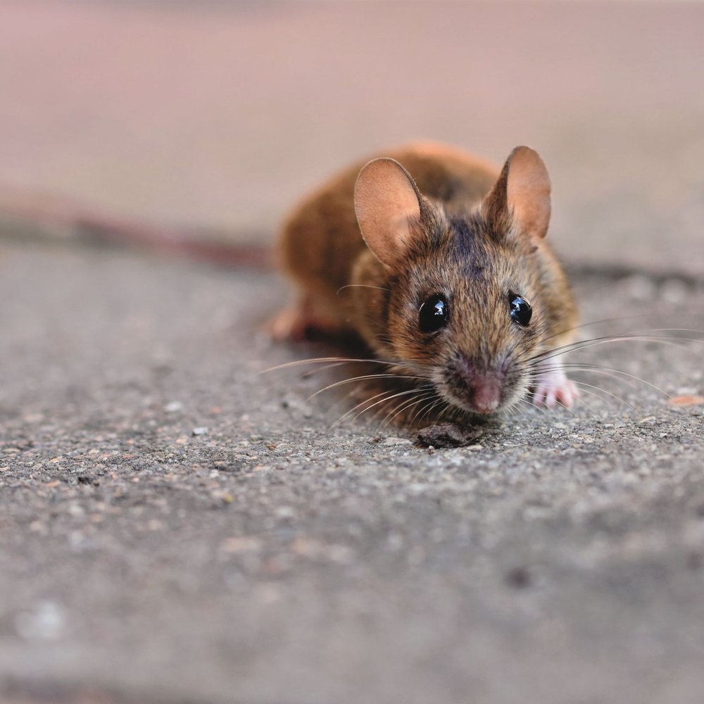House mouse on a floor