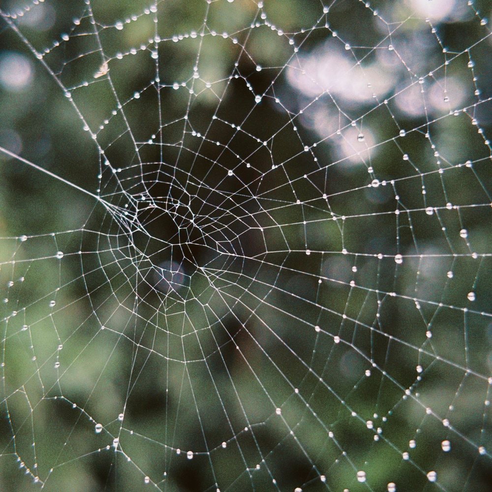 Spider web with dew drops