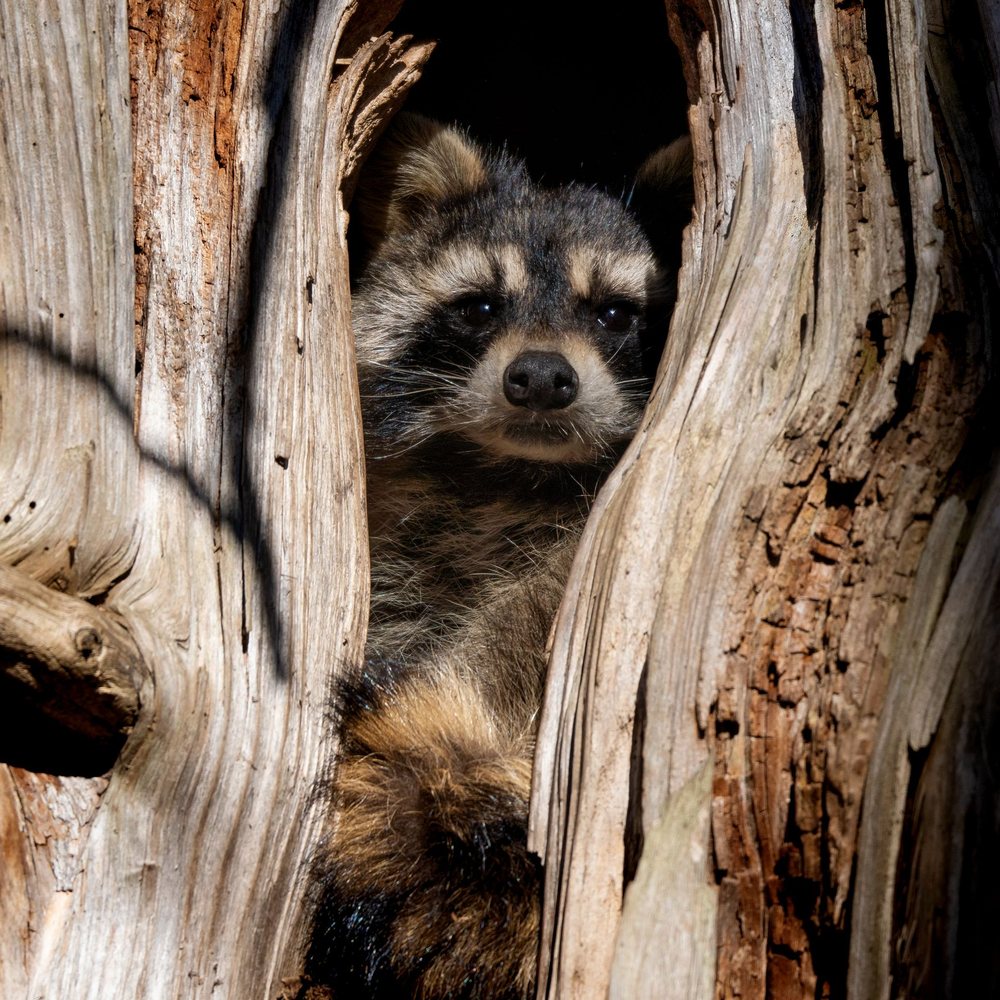 Raccoon hiding in a tree