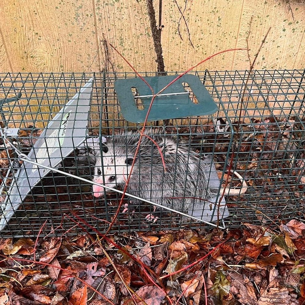 Opossum caught in a DeadOne live trap
