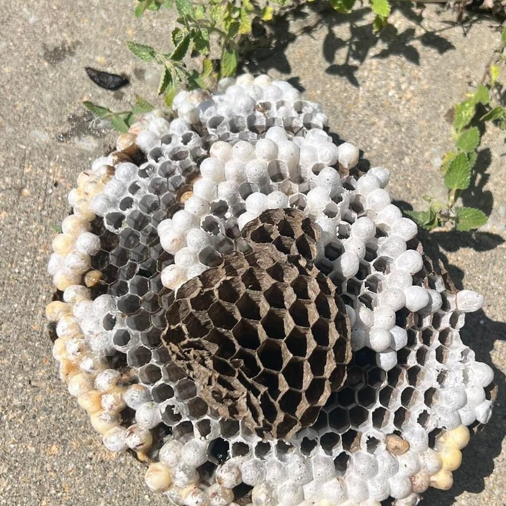 Hornet nest removed by DeadOne