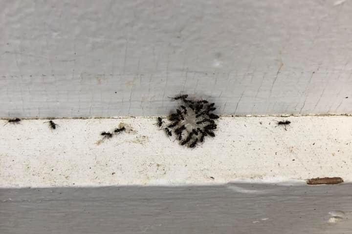 Ants gathered on exterior house trim in Fort Wayne, IN