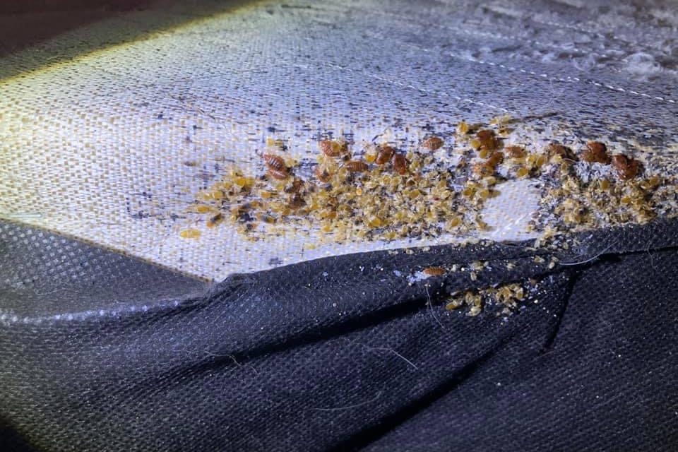 Bed bug activity found along a mattress seam during an inspection
