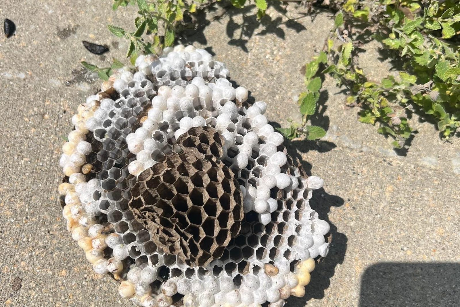 Hornet nest removed by DeadOne Pest Control